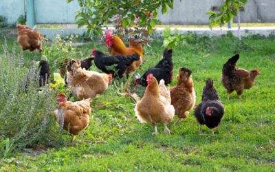 Ophokplicht pluimvee grotendeels ingetrokken