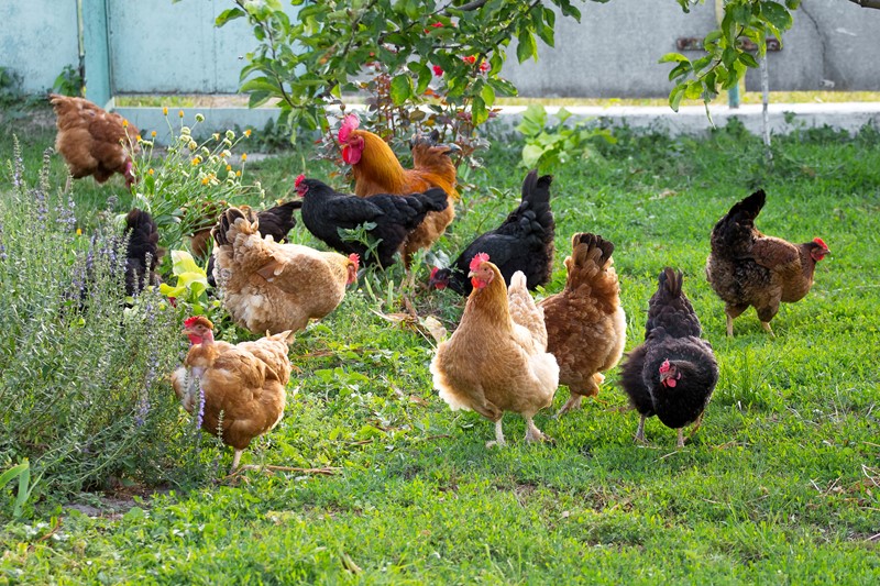 Ophokplicht pluimvee grotendeels ingetrokken