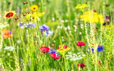 Uitstel begindatum eco-activiteit ‘groene braak’