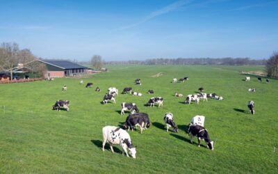 Wederom uitstel startdatum eco-activiteit weiden melkkoeien