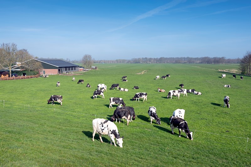 Wederom uitstel startdatum eco-activiteit weiden melkkoeien