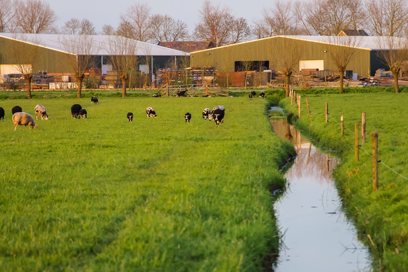 Subsidieregeling Behoud graslandareaal opengesteld