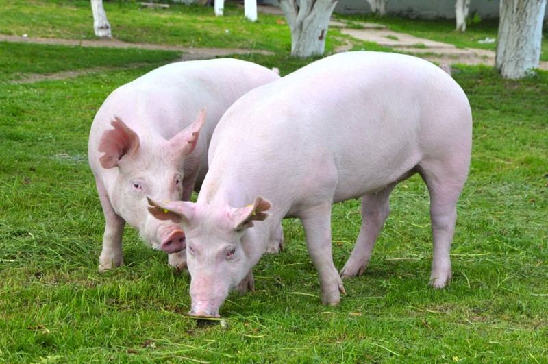 Nieuwe criteria Beter Leven keurmerk varkens