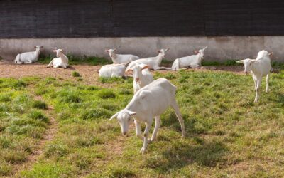 Landelijke beëindigingsregeling veehouderijlocaties kleine sectoren