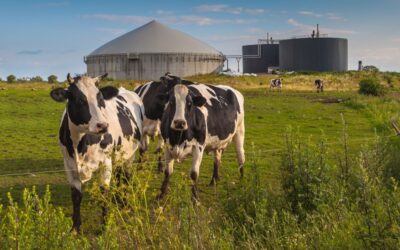 Aanpassing vrijstelling mestverwerkingsplicht biologische veehouders