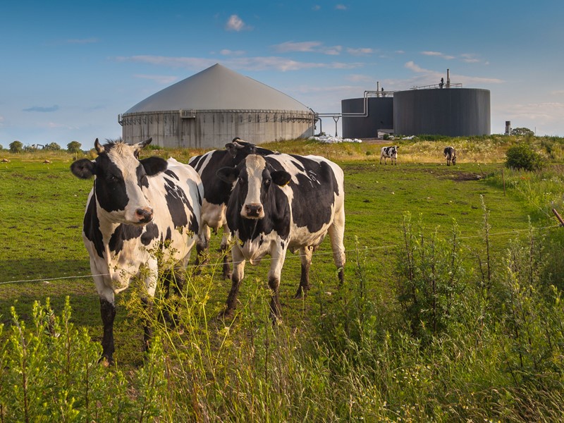 Aanpassing vrijstelling mestverwerkingsplicht biologische veehouders